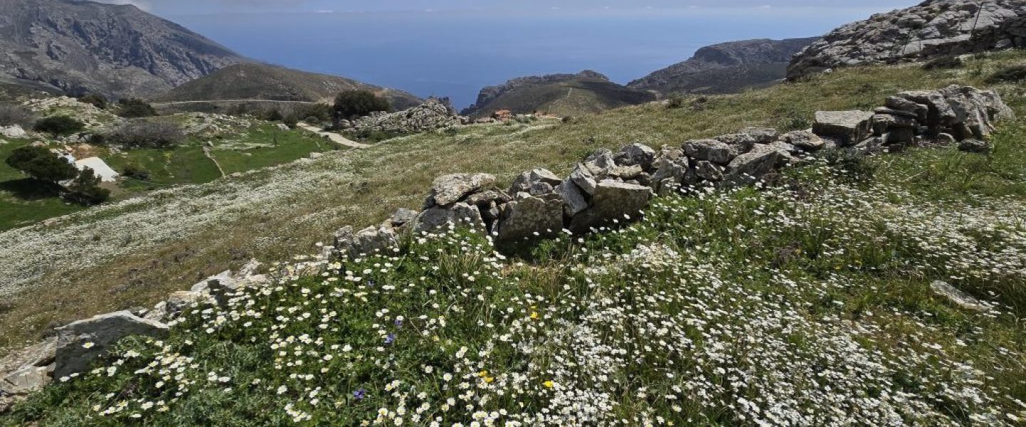 ΑΛΩΝΙ ΣΤΑ ΚΑΠΕΤΑΝΙΑΝΑ Δ'