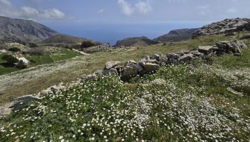 ΑΛΩΝΙ ΣΤΑ ΚΑΠΕΤΑΝΙΑΝΑ Δ'