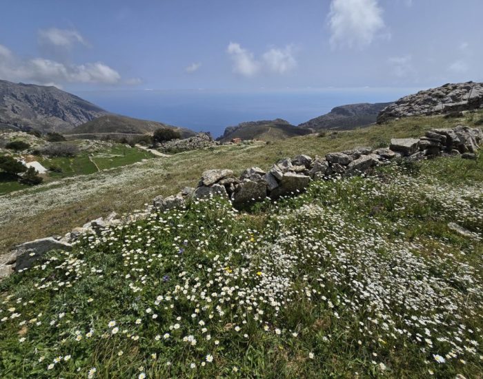ΑΛΩΝΙ ΣΤΑ ΚΑΠΕΤΑΝΙΑΝΑ Δ'